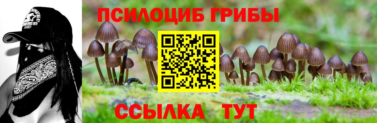 продажа наркотиков  Вход с VPN  Камышлов  Галлюциногенные грибы GOLDEN TEACHER  Псилоцибиновые грибы MAGIC MUSHROOMS 